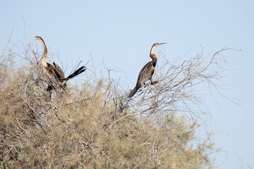 Photographie d'oiseaux au Parc National du Djoudj au Sénégal