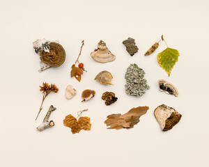 Top view autumn design from natural forest wild plants, branches tree, polypore mushrooms, moss,...