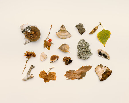 Top view autumn design from natural forest wild plants, branches tree, polypore mushrooms, moss, bark on beige background. Autumnal pattern flatlay, aesthetic fall image, above view still life