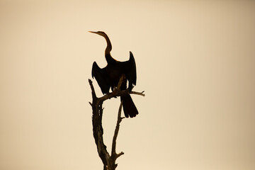 Photographie de cormoran au Parc National du Djoudj au Sénégal au coucher de soleil