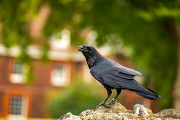 raven on the ground