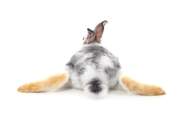 Rabbit lying on his back.