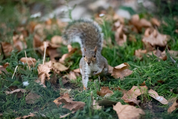 squirrel in the park