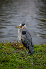 great blue heron