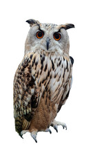 Owl bird have white and brown color standing with alpha png.
