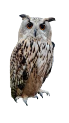 Foto op Plexiglas Owl bird have white and brown color standing with alpha png. © FullFrames