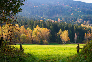 Landscape, Autumn, forester, tree, 