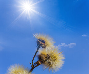 closeup dry wild flowers on blue sky with sparkle sun background