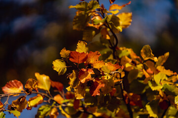 Dramatic Autumn Leaf on a Tree