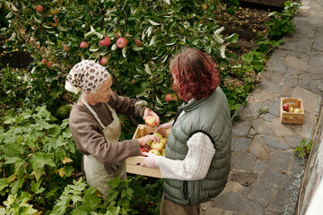 Above angle of elderly woman putting picked ripe apples into wooden box held by her granddaughter standing in front