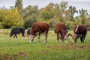 Naklejka na ściany i meble herd of cows grazing in a field