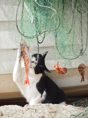 Cat catches fish in a fisher net