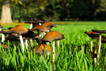 many small brown mushrooms on a sunny autumn day in the park