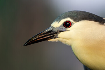 Obraz premium close up portrait of a night heron