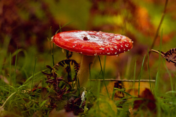 Red Mushroom on the Forest Floor