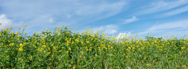 yellow flowers of mustard seed against blue sky