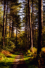 Woodland Path - Sherwood Forest, England
