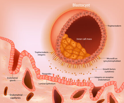 Blastocyst implantation. A schematic representation of a blastocyst approaching the receptive endometrium. Early signaling between the blastocyst. Embryonic Development