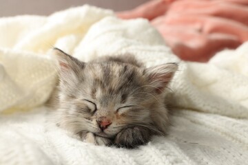 Obraz premium Cute kitten sleeping on white knitted blanket
