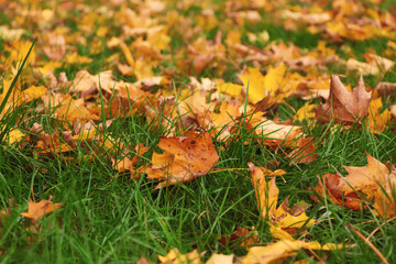 Dry leaves on green grass in autumn, closeup