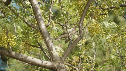 A turtledove sits on a tree with nails of green fruits, and flies away, slow motion