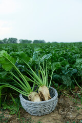 Wicker basket with fresh white beet plants in field