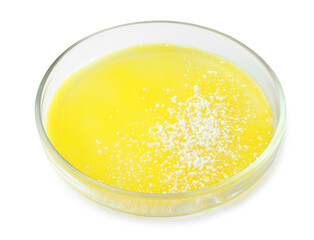 Petri dish with bacteria colony isolated on white