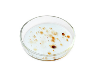 Petri dish with bacteria colony isolated on white