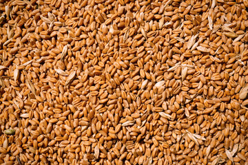 Pile of wheat grains as background, closeup view