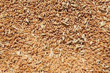 Pile of wheat grains as background, closeup view