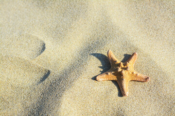 Fototapeta na wymiar Beautiful starfish on sandy beach, space for text