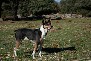 dogs in nature, sniffing, searching