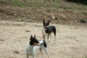dogs in nature, sniffing, searching