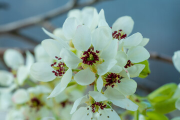 macro photography of flowers blooming apple trees