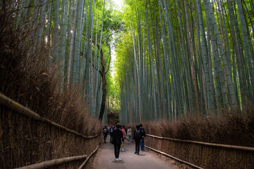 竹林の綺麗な小径は日本の風情のある観光地。人気の京都嵐山、嵯峨野への旅。
