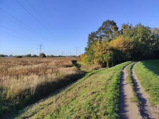 wasteland and forest in autumn on a clear day, blue sky