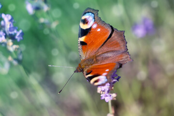 Beautiful butterfly in lavender field on sunny day, closeup