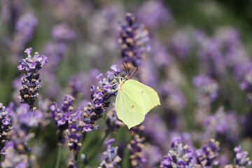 Beautiful butterfly in lavender field on sunny day, closeup