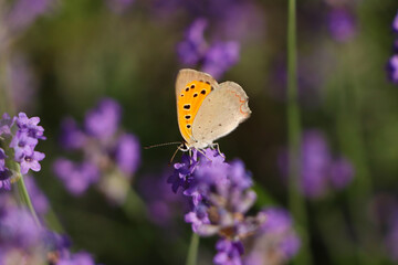 Fototapeta na wymiar Beautiful butterfly in lavender field on sunny day, closeup