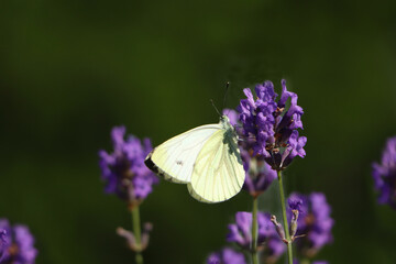 Beautiful butterfly in lavender field on sunny day, closeup