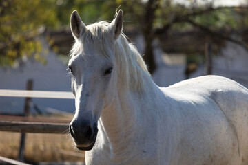 Obraz premium Caballo blanco