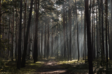 Majestic view of forest with sunbeams shining through trees in morning