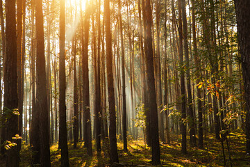 Majestic view of forest with sunbeams shining through trees in morning