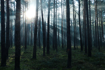 Majestic view of forest with sunbeams shining through trees in morning