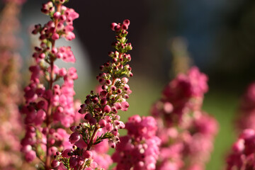 Heather shrub with blooming flowers outdoors on sunny day, closeup. Space for text