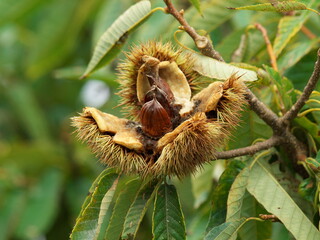 パカーンと砕けた栗の実