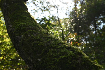 Fototapeta premium tree in the forest
