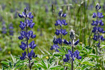 Backgrounds for various artistic contents