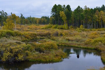 Fototapeta na wymiar Autumn landscape with forest taiga of Buryatia, near Baikal lake