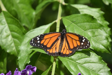 Fototapeta na wymiar Black Veined Winged Monarch Butterfly in a Garden